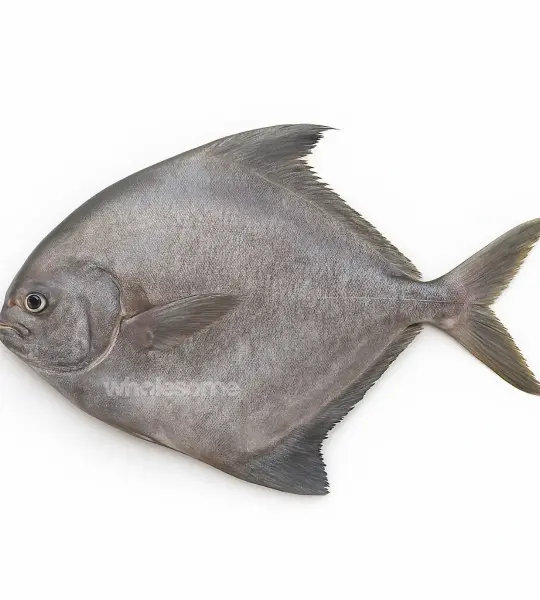 Black Pomfret (Kala Paplet)