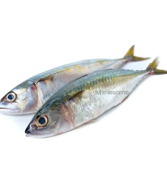Indian Mackerel (Bangda)