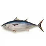 Longtail Tuna (Dhawan)