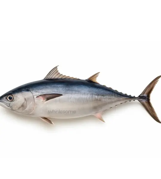 Longtail Tuna (Dhawan)