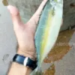 Indian Mackerel (Bangda)
