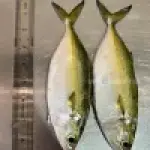 Indian Mackerel (Bangda)