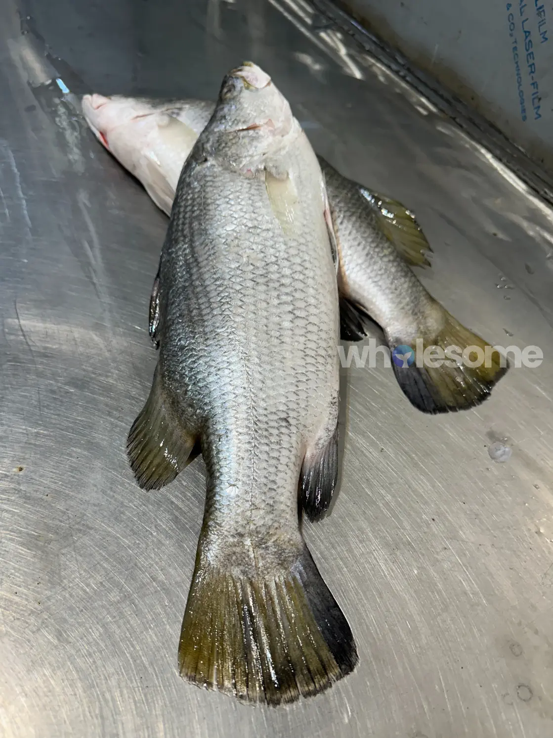Barramundi (Dangri)