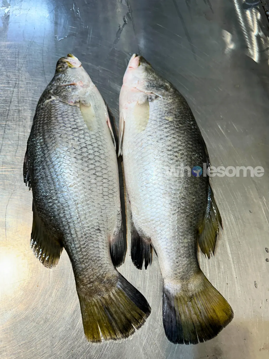 Barramundi (Dangri)