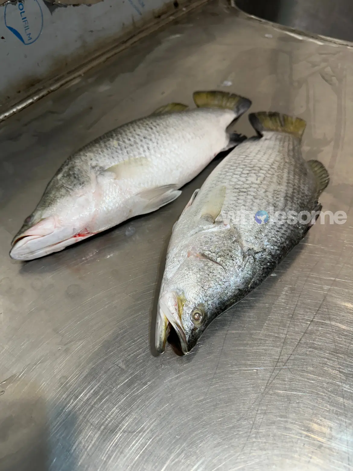 Barramundi (Dangri)