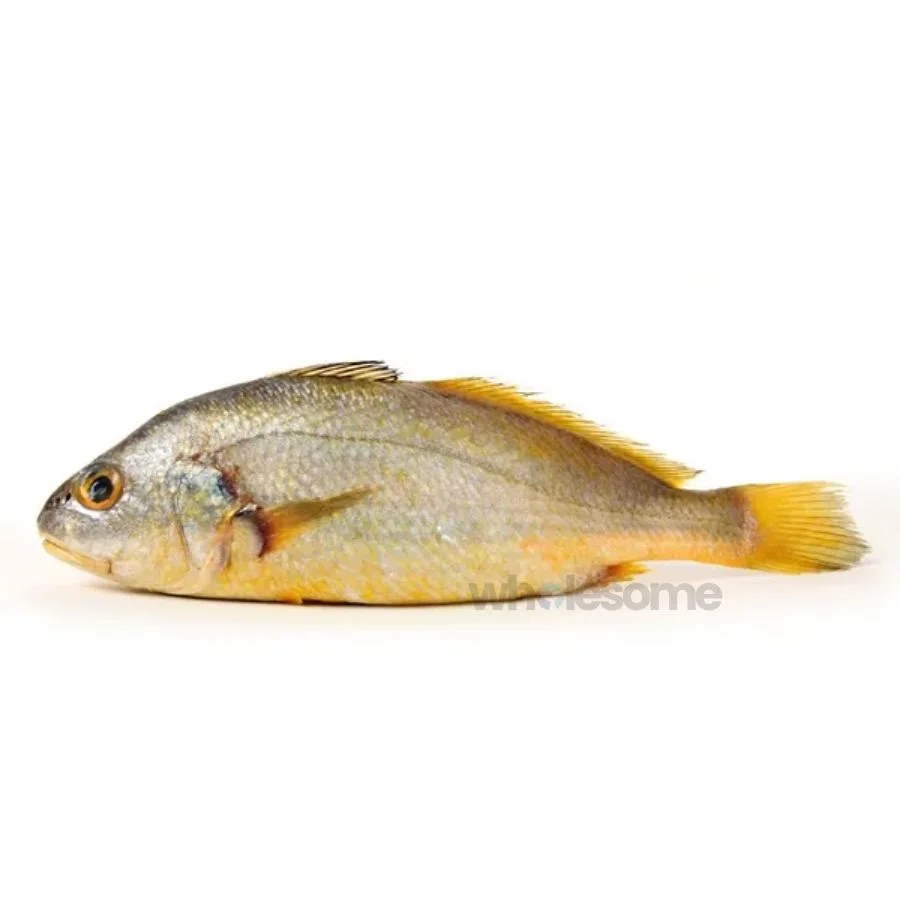 Bengal Corvina (Goli Mushka)
