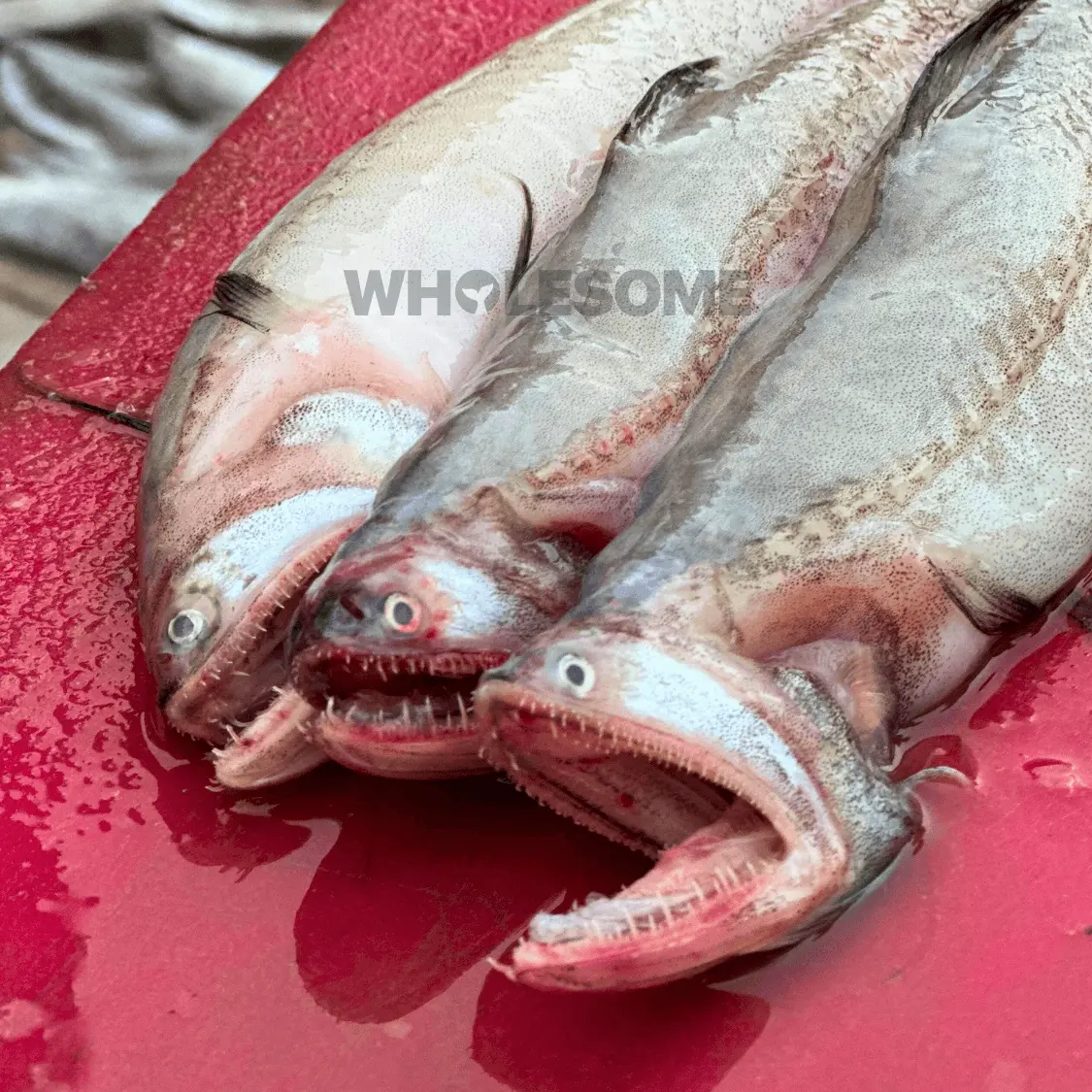 Bombay Duck (Bombil)