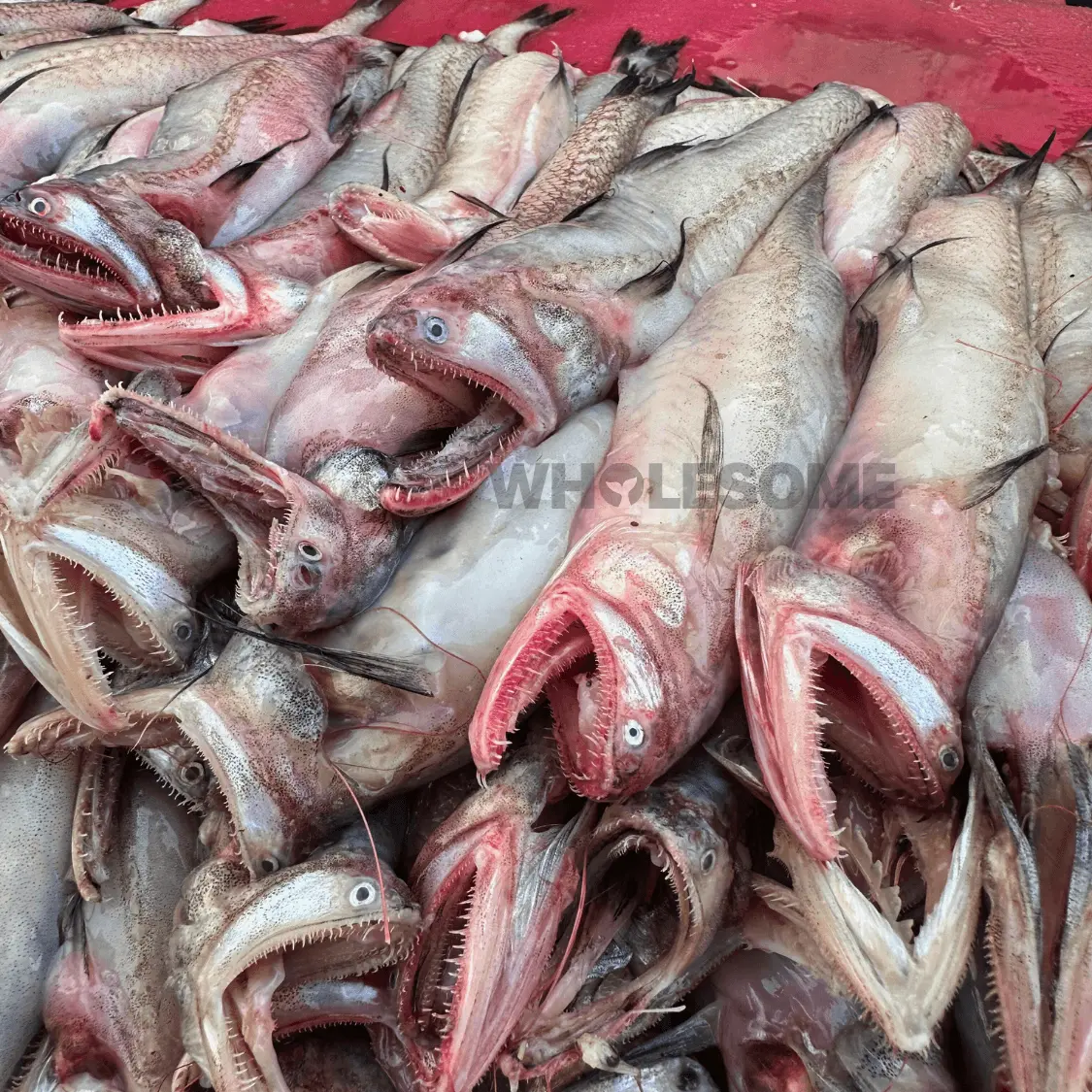 Bombay Duck (Bombil)