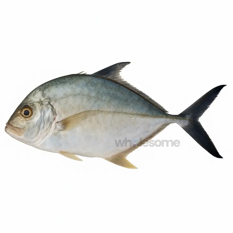 Coastal Trevally (Pattal)
