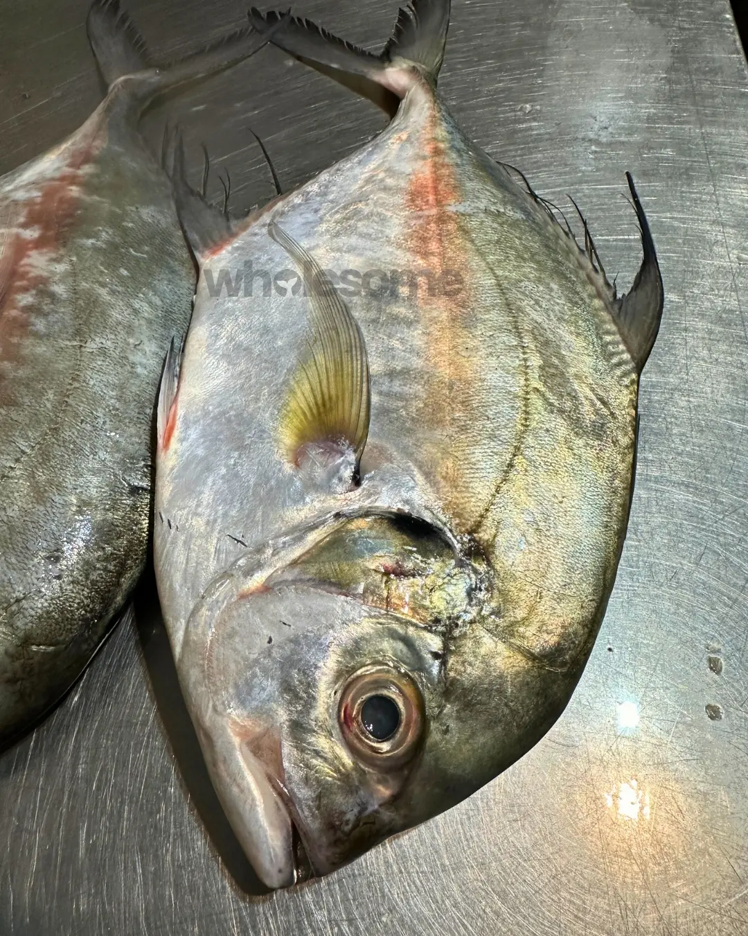 Coastal Trevally (Pattal)