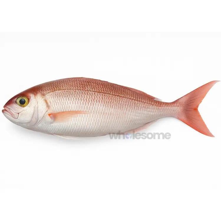 Crimson Jobfish (Khopra)