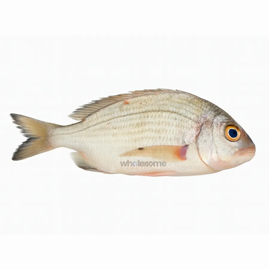 Fanged Seabream (Kukkri)