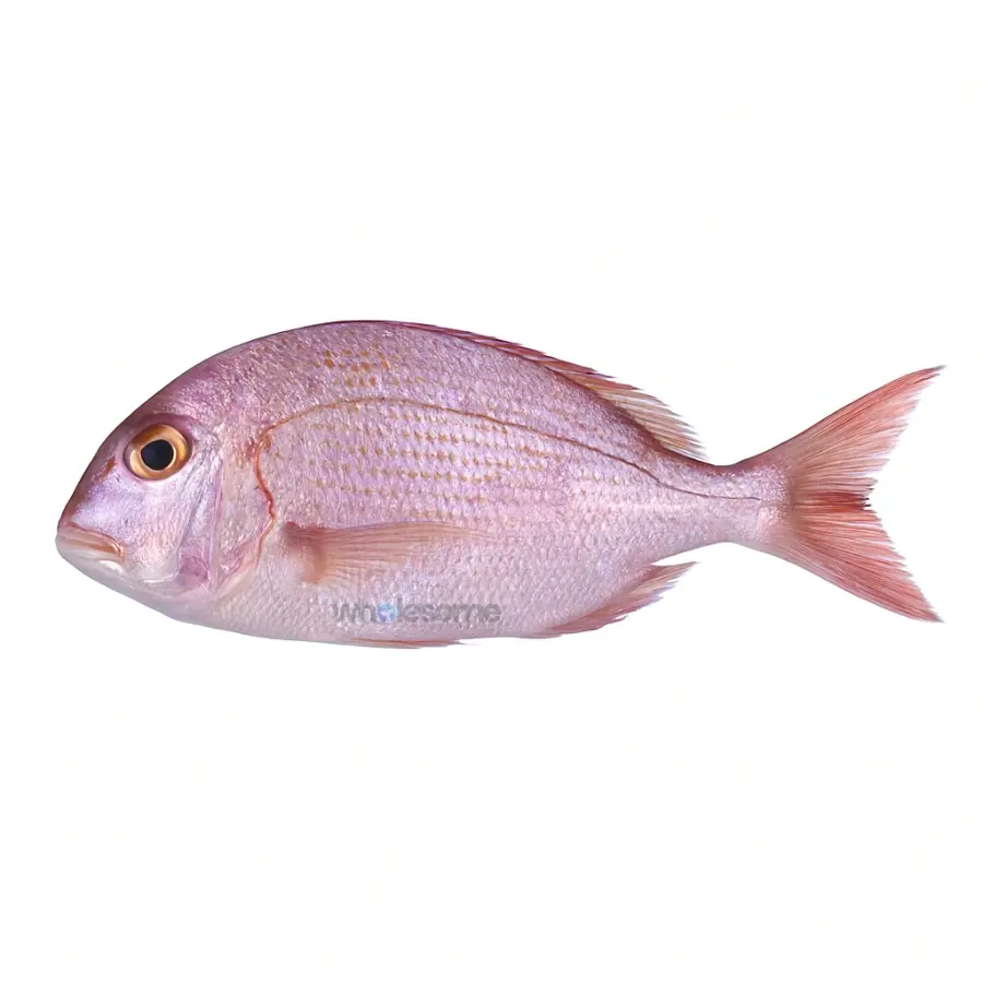 Frypan Bream (Dand)