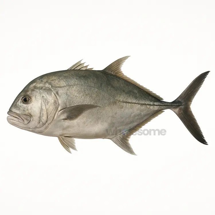 Giant Trevally (Kakkar)