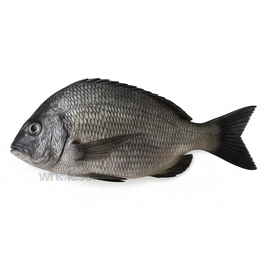 Goldsilk Seabream (Kala Dandia)