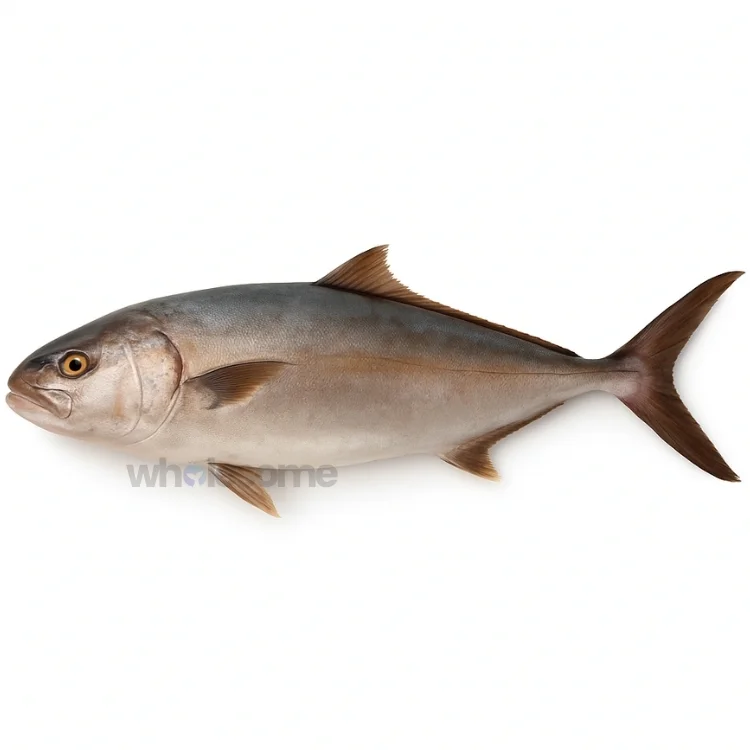 Greater Amberjack (Safi)