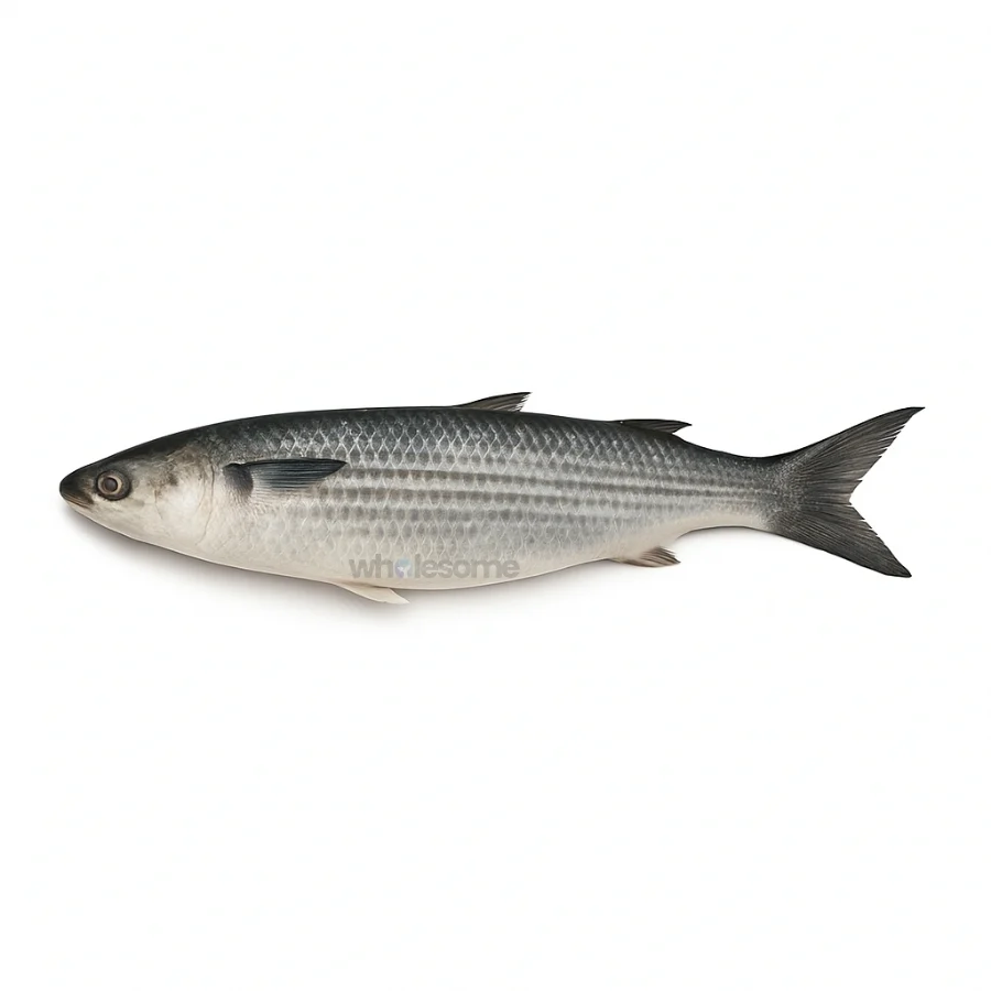Greenback Mullet (Boi)