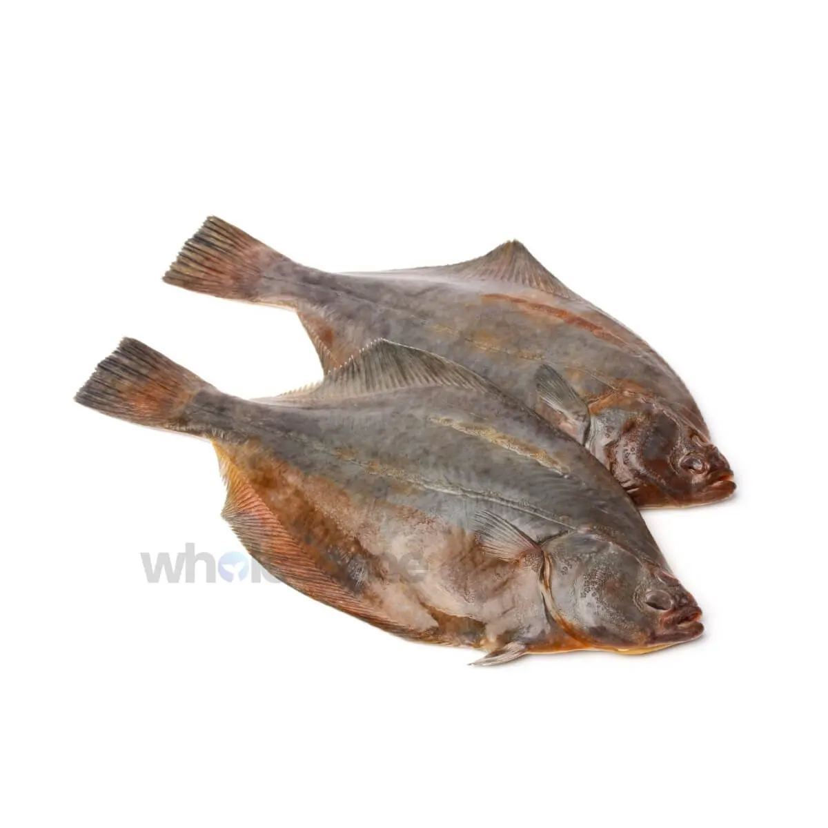 Indian Halibut (Hajjam)
