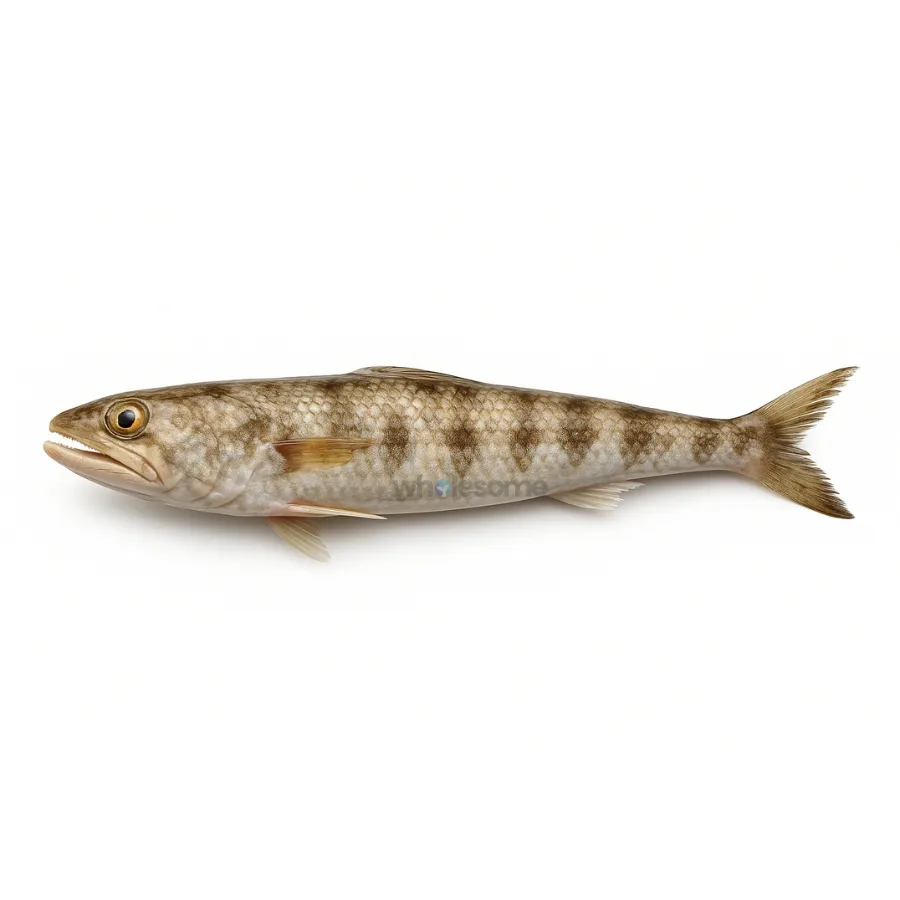 Indian Lizardfish (Disco)
