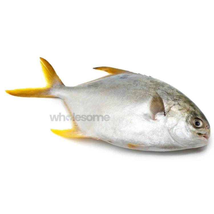 Indian Pompano (Sonaf)