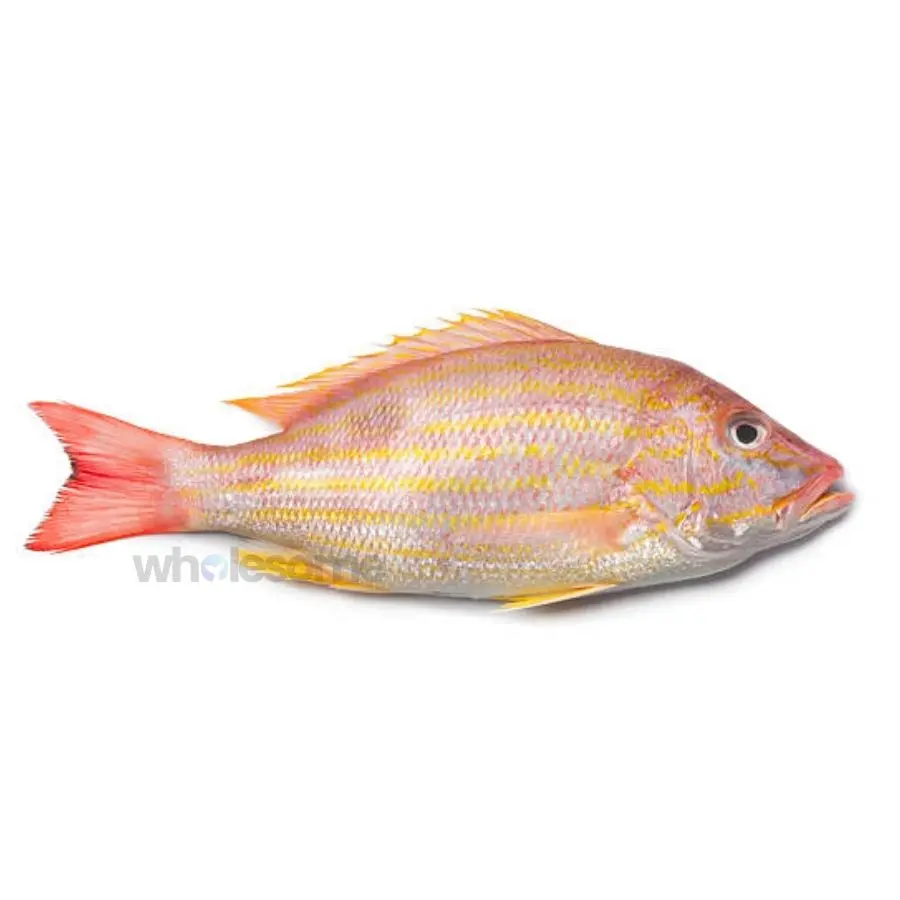 Indian Snapper (Kanalcha)