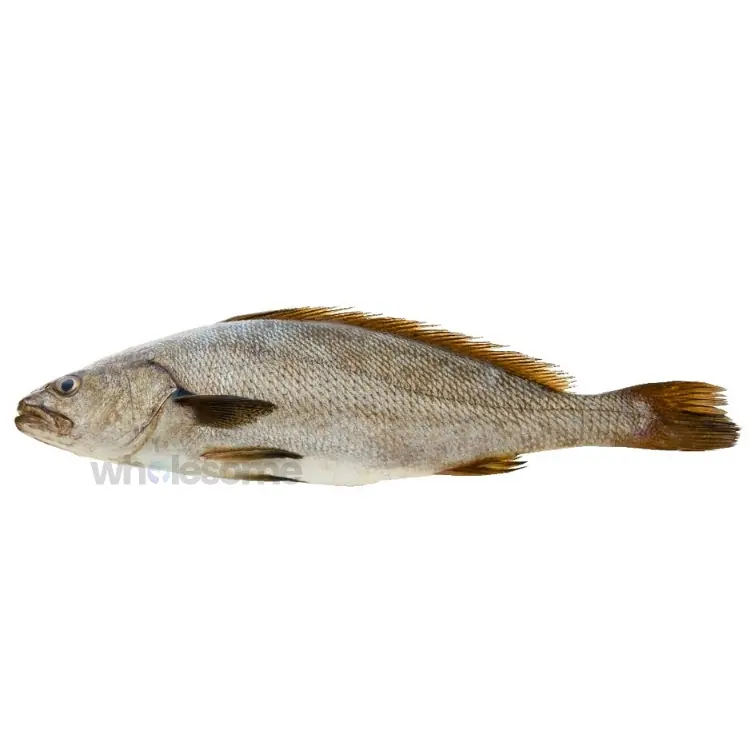Japanese Meagre (Sua)