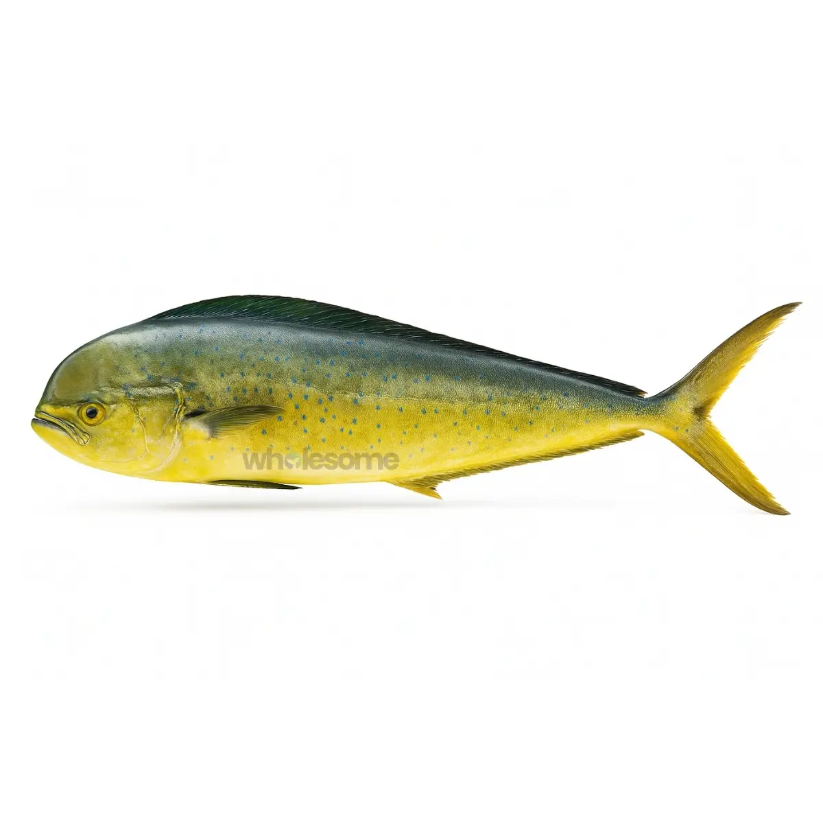 Mahi Mahi (Amloshk)