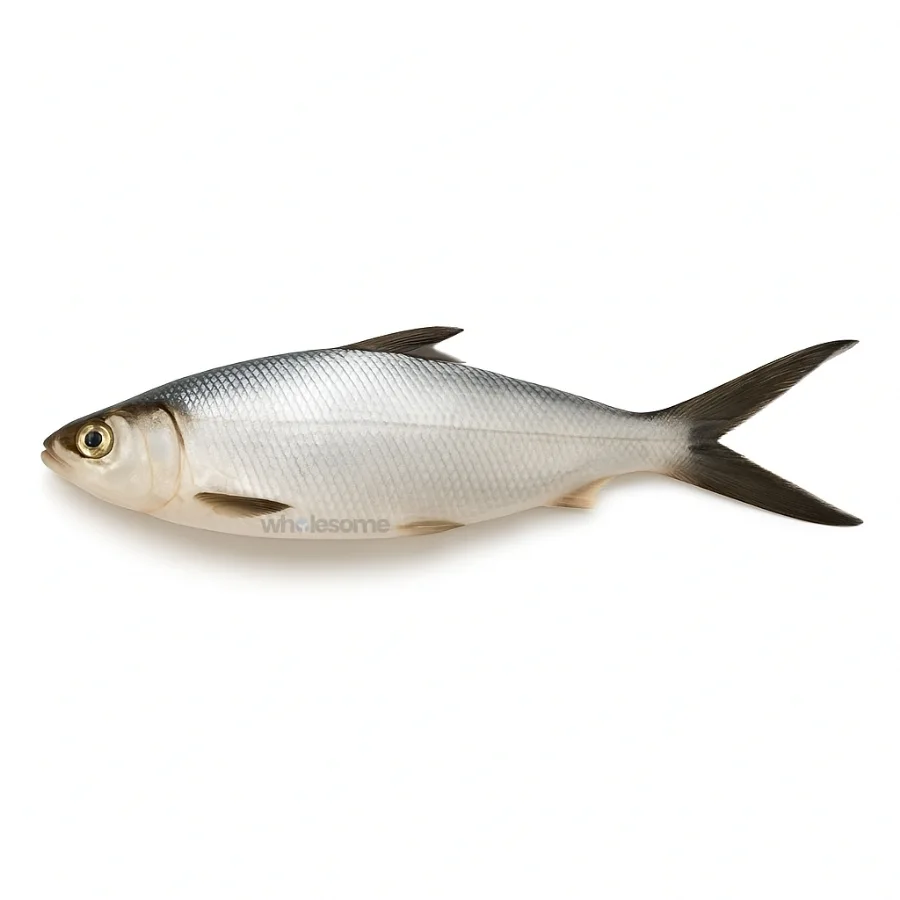 Milkfish (Sulemani)