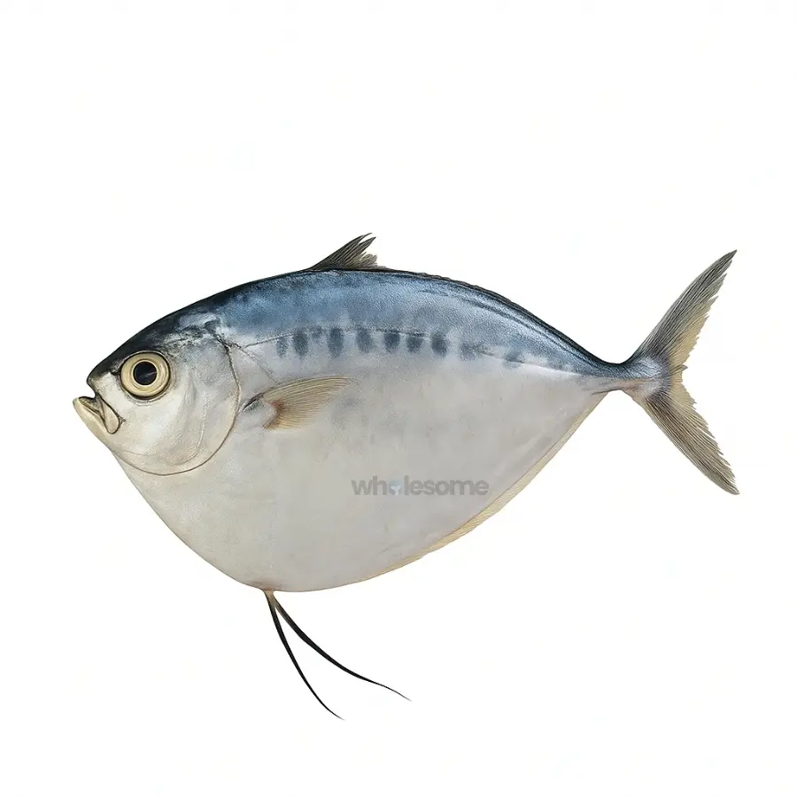 Moonfish (Chandni)