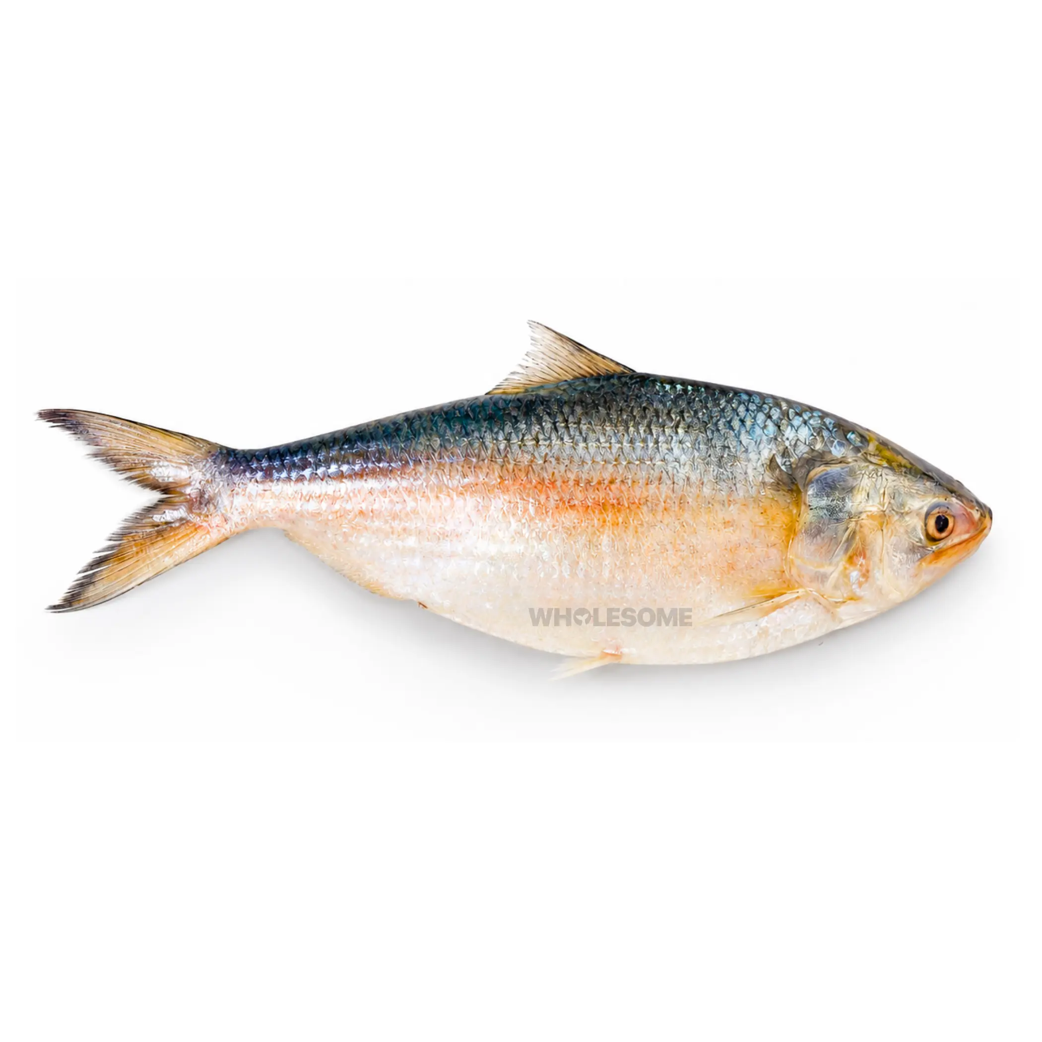Palla (Hilsa)