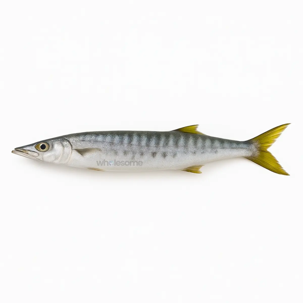 Pickhandle Barracuda (Safaid Kund)