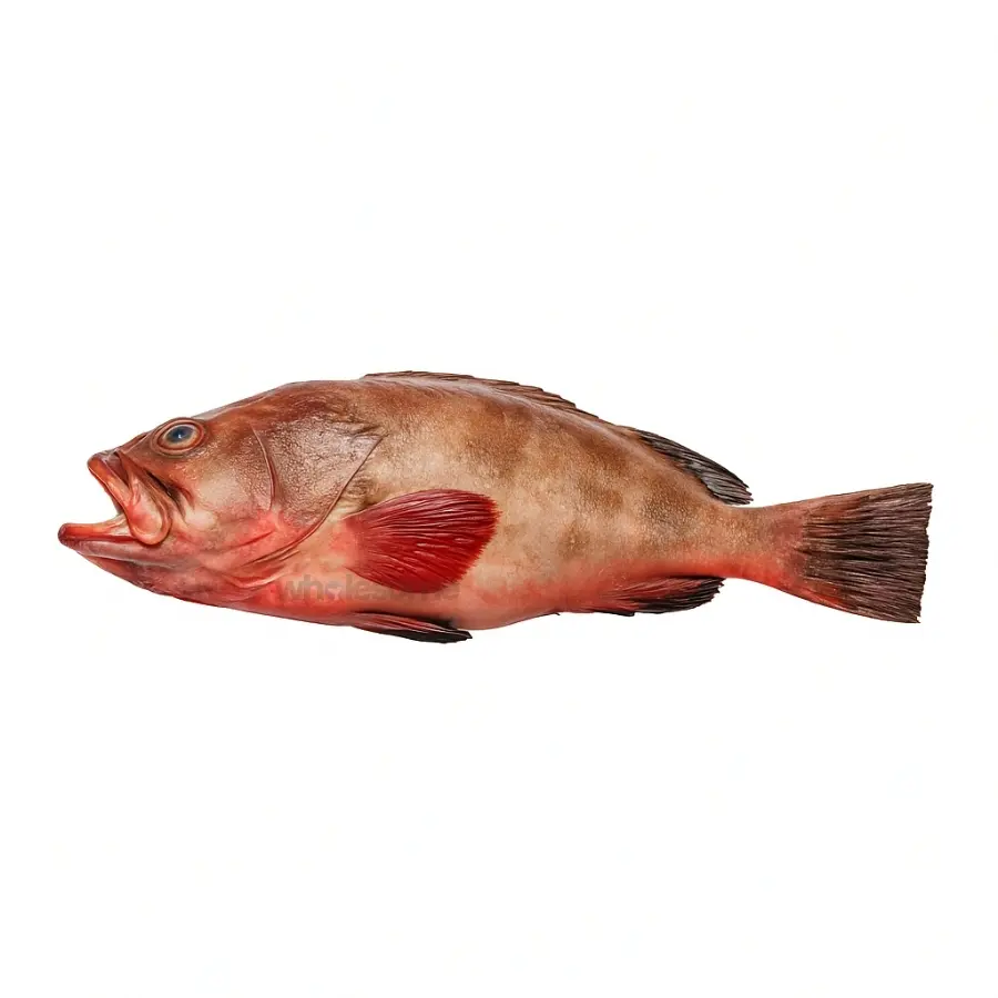 Reef Cod (Damba)