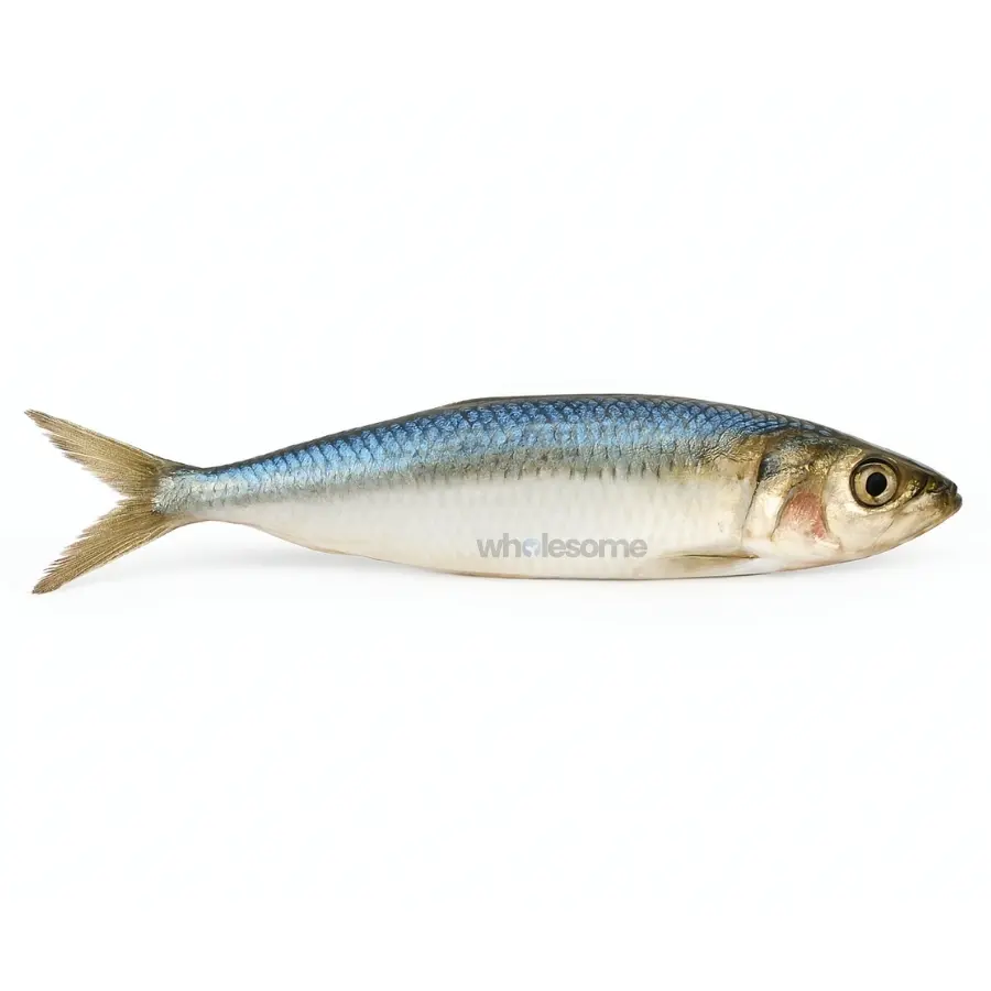 Sardine (Luar)