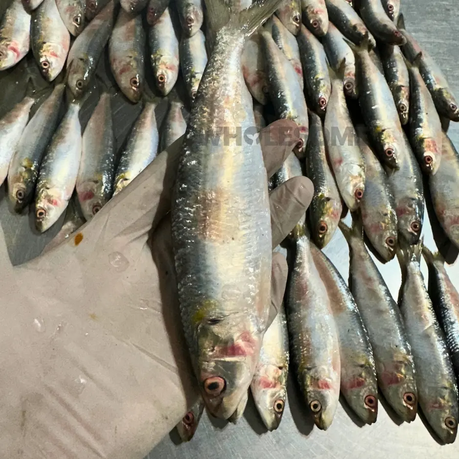 Sardine (Luar)