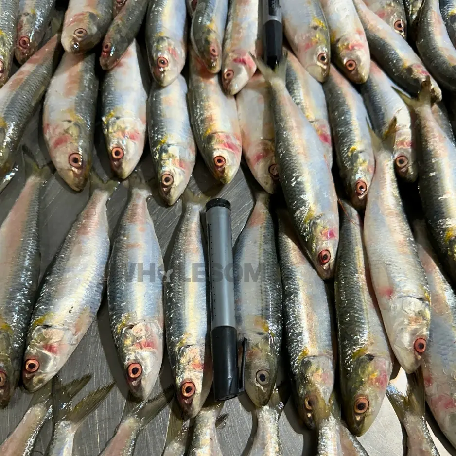 Sardine (Luar)