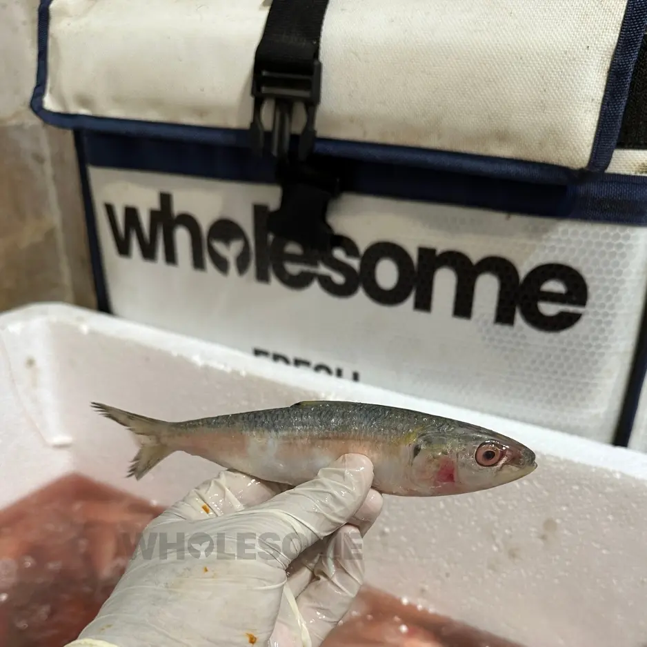 Sardine (Luar)