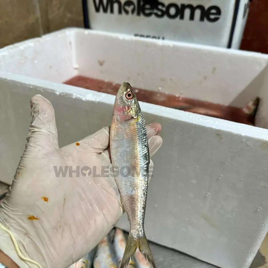 Sardine (Luar)