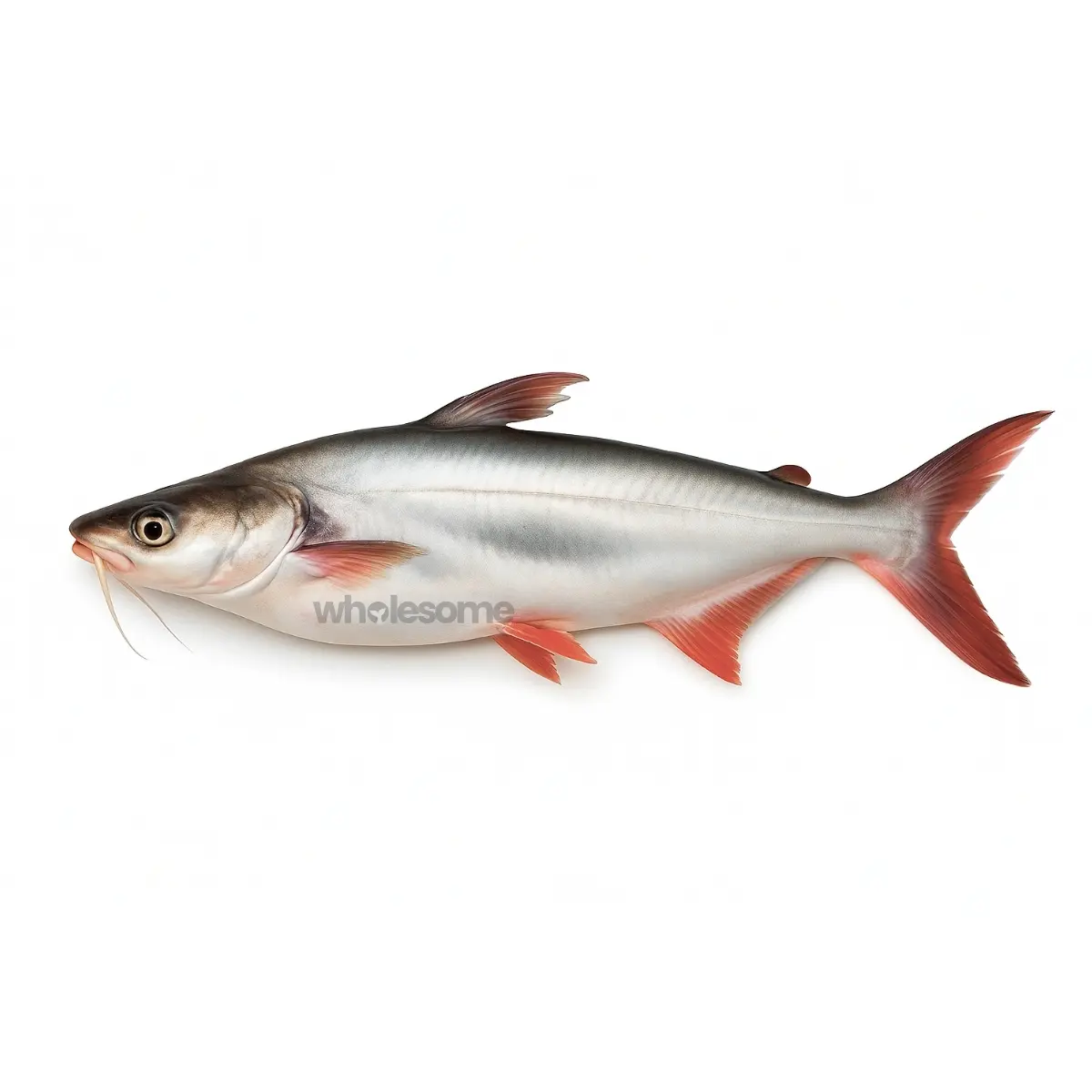 Sea Catfish (Khagga)