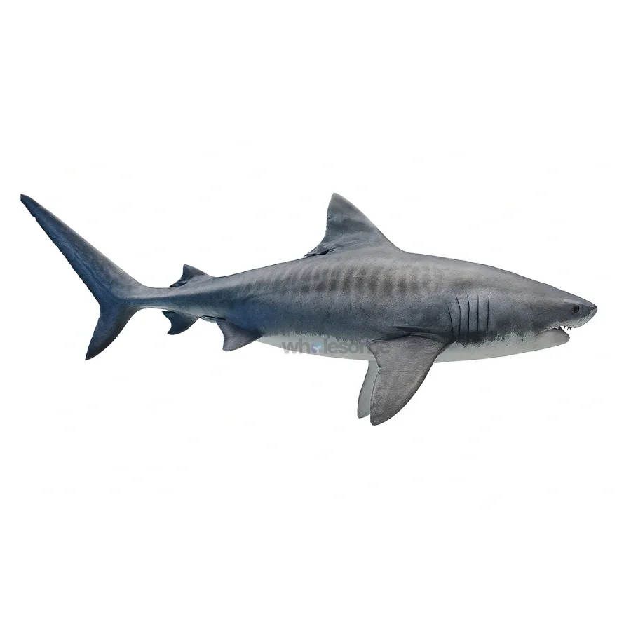 Shark (Mangra)