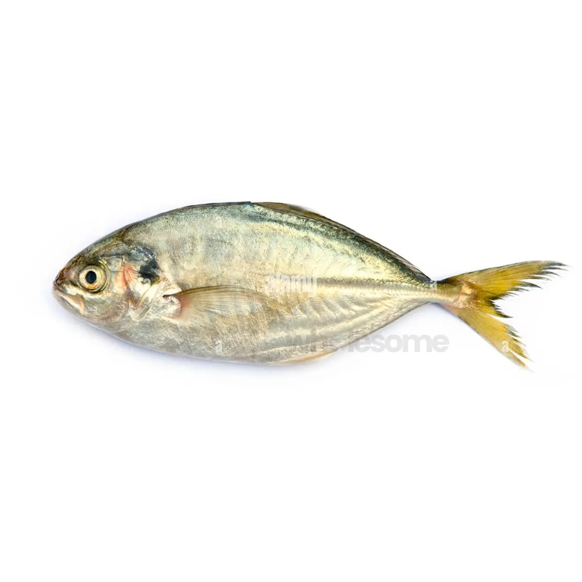 Shrimp Scad (Bakka)