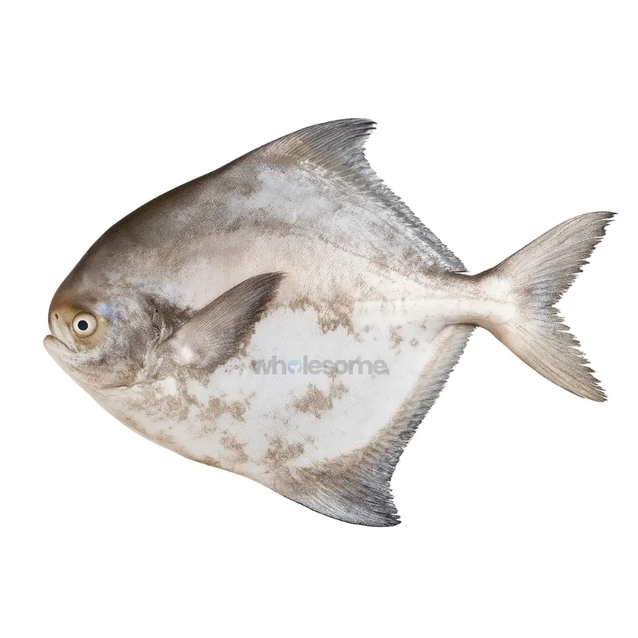 Silver Pomfret (Gabbar Paplet)