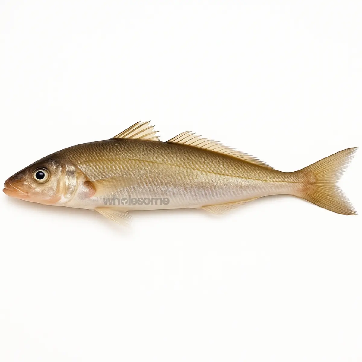 Silver Sillago (Ladyfish)