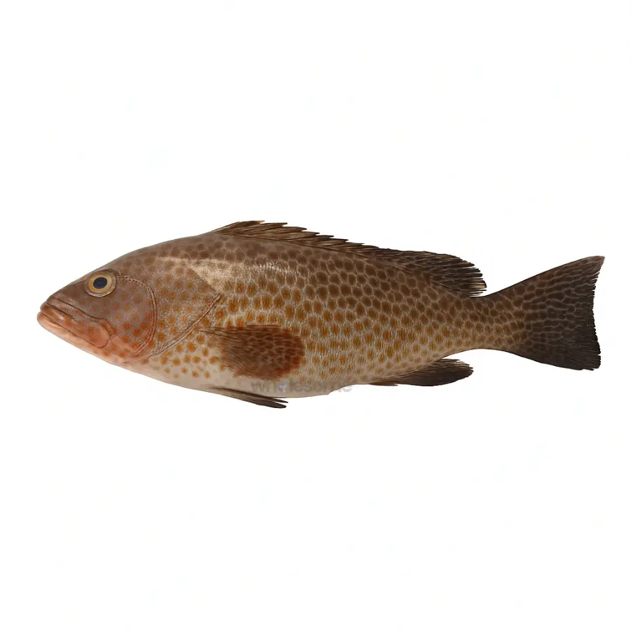Smallscaled Grouper (Chunni Gissar)