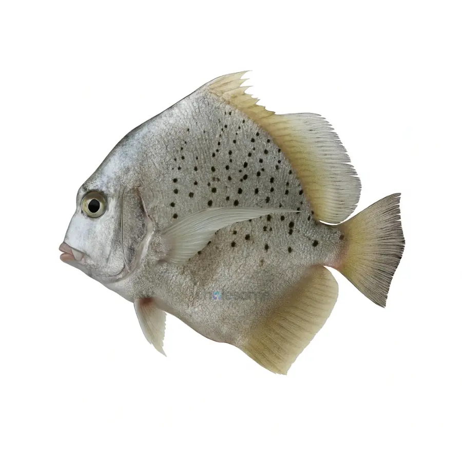 Spotted Sicklefish (Jalebi)