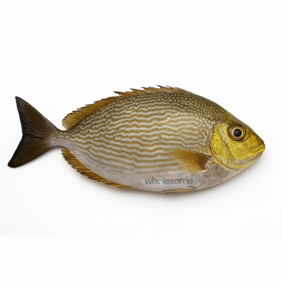 Streaked Spinefoot (Tittar)
