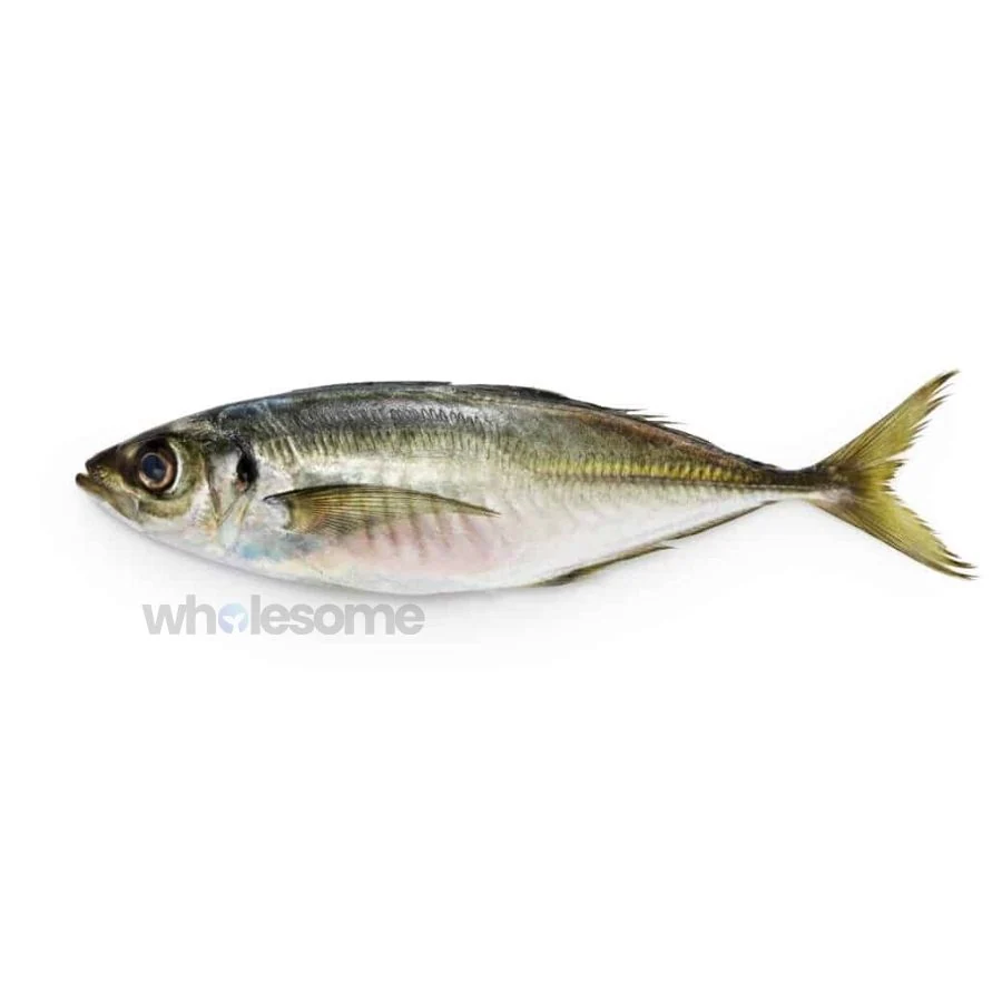 Torpedo Scad (Kawwa)