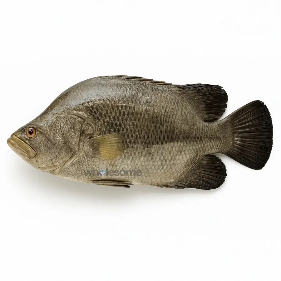 Tripletail (Dai)