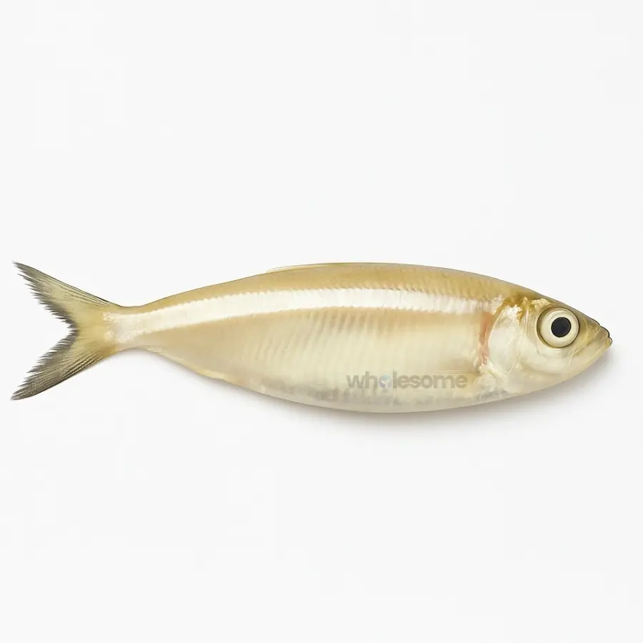 White Sardine (Mithoo)