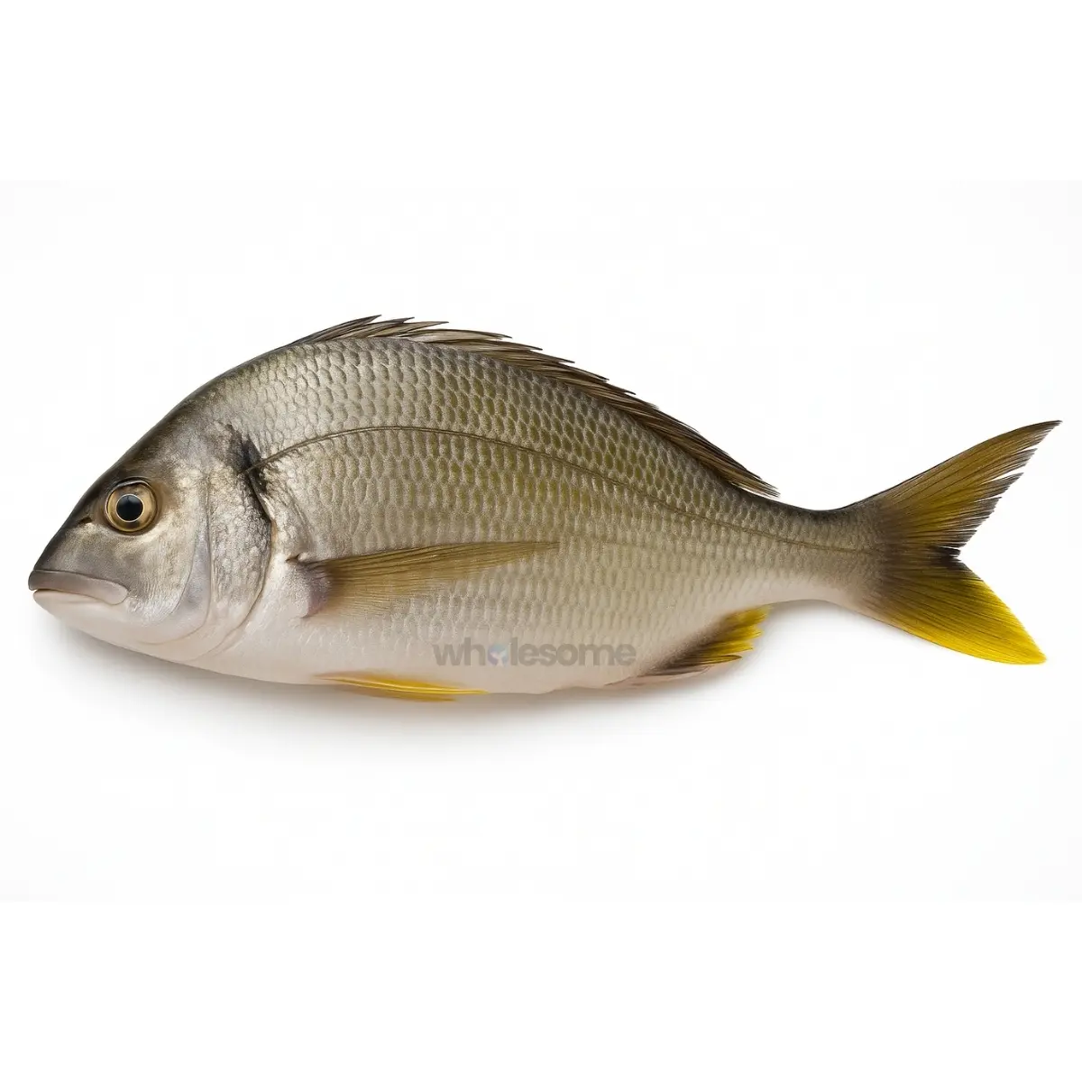 Yellowfin Seabream (Safaid Dandia)
