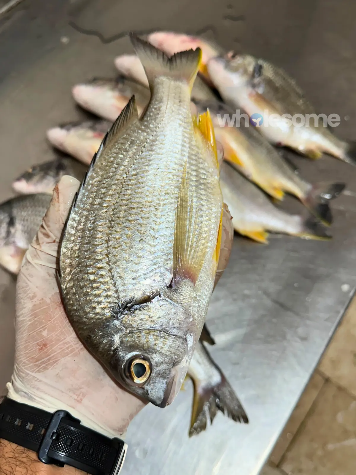 Yellowfin Seabream (Safaid Dandia)
